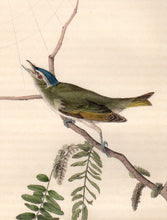 Load image into Gallery viewer, Detail view of Audubon Octavo Plate 243 Red-Eyed Vireo or Greenlet