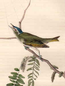 Detail view of Audubon Octavo Plate 243 Red-Eyed Vireo or Greenlet