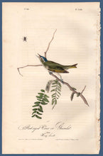 Load image into Gallery viewer, Full sheet view of Audubon Octavo Plate 243 Red-Eyed Vireo or Greenlet
