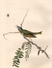 Load image into Gallery viewer, Closer view of Audubon Octavo Plate 243 Red-Eyed Vireo or Greenlet