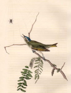 Closer view of Audubon Octavo Plate 243 Red-Eyed Vireo or Greenlet