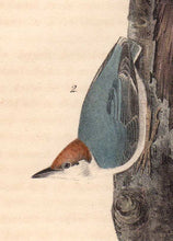 Load image into Gallery viewer, Detail of First Edition Audubon Octavo, Plate 249 Brown-Headed Nuthatch