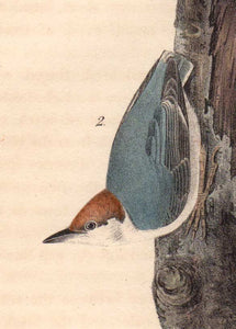 Detail of First Edition Audubon Octavo, Plate 249 Brown-Headed Nuthatch