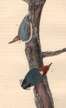 Load image into Gallery viewer, Detail of First Edition Audubon Octavo, Plate 249 Brown-Headed Nuthatch