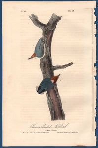 Full Sheet of First Edition Audubon Octavo, Plate 249 Brown-Headed Nuthatch