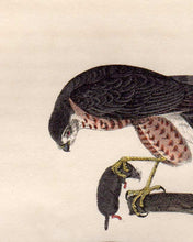 Load image into Gallery viewer, Detail view of Audubon Octavo First Edition Plate 25 Sharp-Shinned Hawk
