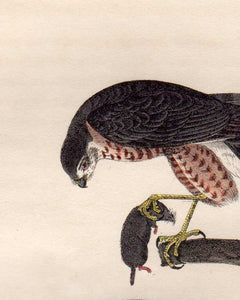 Detail view of Audubon Octavo First Edition Plate 25 Sharp-Shinned Hawk