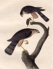 Load image into Gallery viewer, Closer view of Audubon Octavo First Edition Plate 25 Sharp-Shinned Hawk