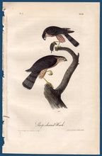 Load image into Gallery viewer, Detail view of Audubon Octavo First Edition Plate 25 Sharp-Shinned Hawk
