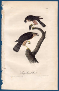 Detail view of Audubon Octavo First Edition Plate 25 Sharp-Shinned Hawk