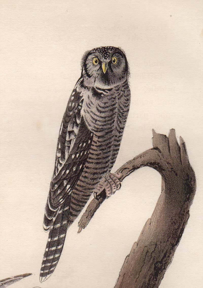 Detail view of Audubon Octavo Plate 27 Hawk Owl
