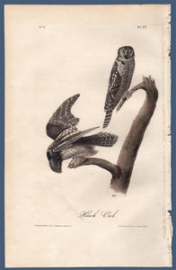 Full sheet view of Audubon Octavo Plate 27 Hawk Owl