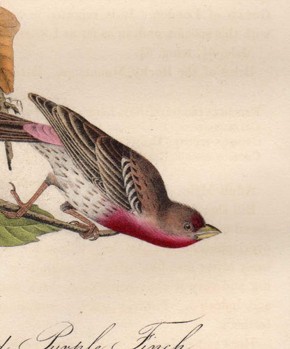 Detail view of Audubon Octavo Plate 197 Crimson-Fronted Purple Finch