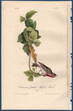 Load image into Gallery viewer, Full sheet view of Audubon Octavo Plate 197 Crimson-Fronted Purple Finch