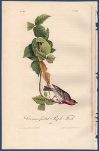 Full sheet view of Audubon Octavo Plate 197 Crimson-Fronted Purple Finch