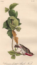 Load image into Gallery viewer, Closer view of Audubon Octavo Plate 197 Crimson-Fronted Purple Finch