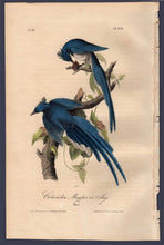 Load image into Gallery viewer, Full Sheet View of Audubon Octavo Plate 229 Columbia Magpie or Jay