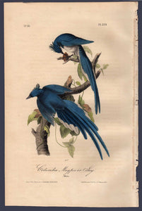 Full Sheet View of Audubon Octavo Plate 229 Columbia Magpie or Jay