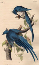 Load image into Gallery viewer, Closer View of Audubon Octavo Plate 229 Columbia Magpie or Jay