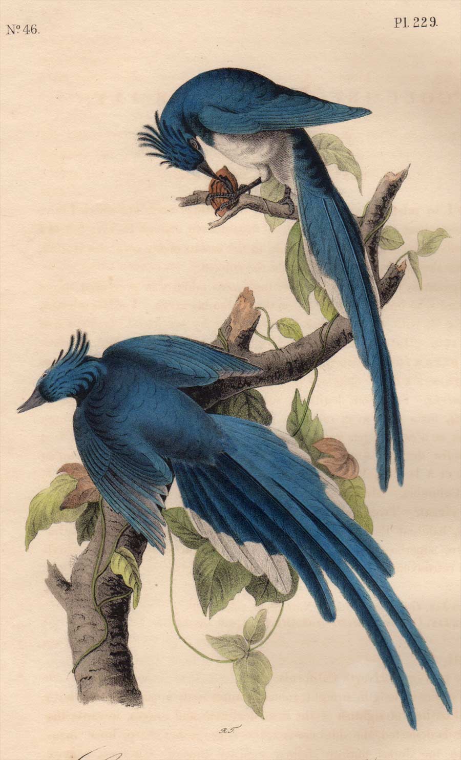 Closer View of Audubon Octavo Plate 229 Columbia Magpie or Jay