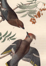 Load image into Gallery viewer, Detail of Audubon Octavo Plate 245 Black Throated Wax-Wing or Bohemian Chatterer