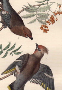 Detail of Audubon Octavo Plate 245 Black Throated Wax-Wing or Bohemian Chatterer