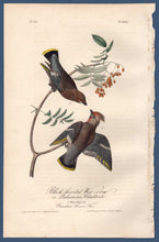 Load image into Gallery viewer, Full view of Audubon Octavo Plate 245 Black Throated Wax-Wing or Bohemian Chatterer