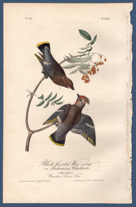 Full view of Audubon Octavo Plate 245 Black Throated Wax-Wing or Bohemian Chatterer