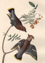 Load image into Gallery viewer, Closer View of Audubon Octavo Plate 245 Black Throated Wax-Wing or Bohemian Chatterer