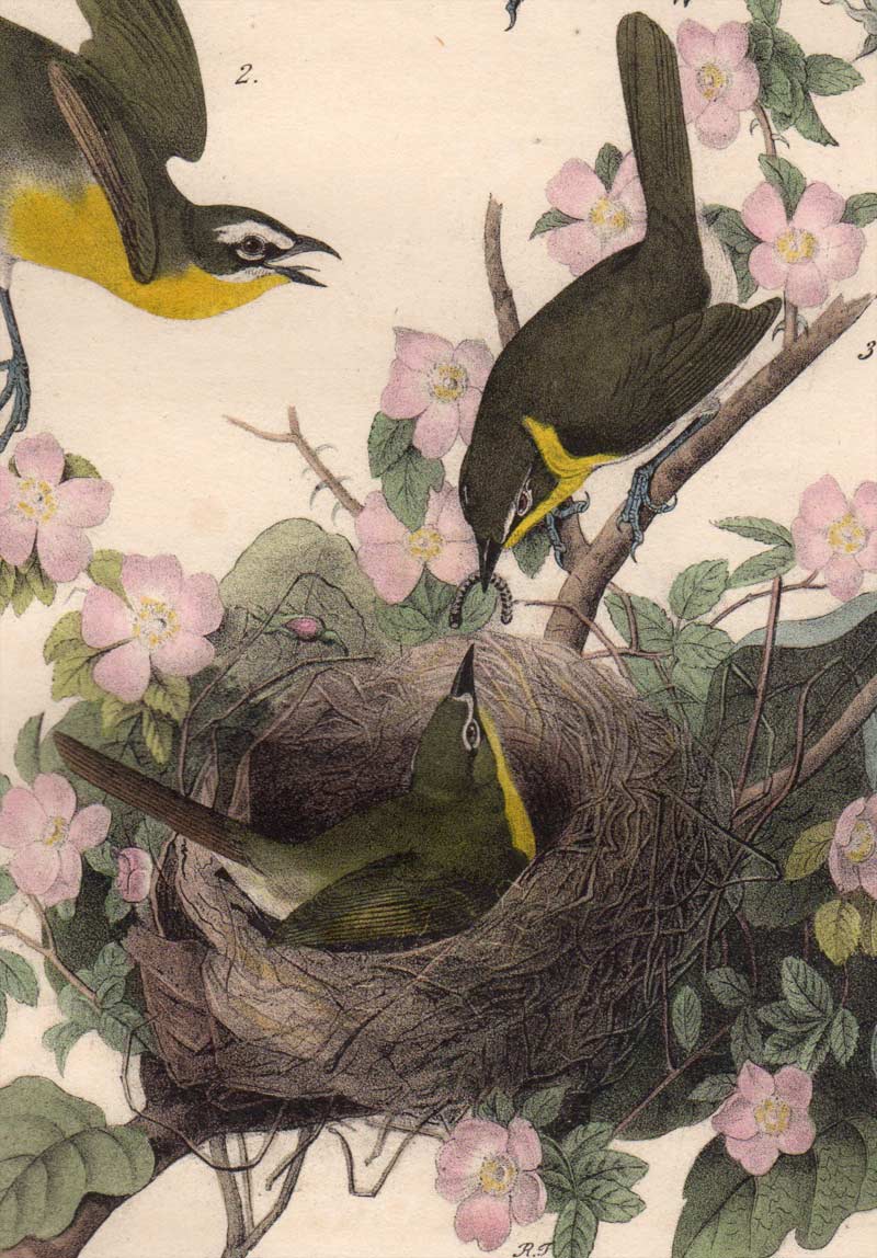 Detail view of Audubon Octavo Plate 244 Yellow-Breasted Chat