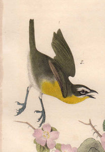 detail view of Audubon Octavo Plate 244 Yellow-Breasted Chat