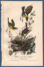 Load image into Gallery viewer, Full size view of Audubon Octavo Plate 244 Yellow-Breasted Chat