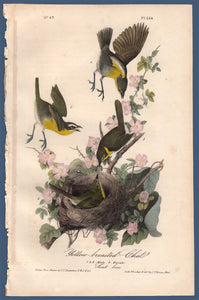 Full size view of Audubon Octavo Plate 244 Yellow-Breasted Chat