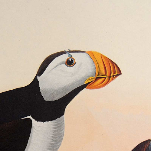 Detail view of Amsterdam Audubon Prints limited edition lithograph of pl. 293 Large Billed Puffin