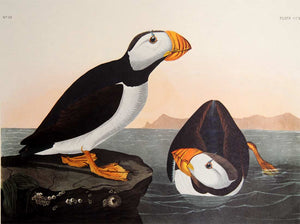 Closer view of Amsterdam Audubon Prints limited edition lithograph of pl. 293 Large Billed Puffin