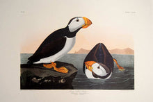 Load image into Gallery viewer, Full Sheet view of Amsterdam Audubon Prints limited edition lithograph of pl. 293 Large Billed Puffin