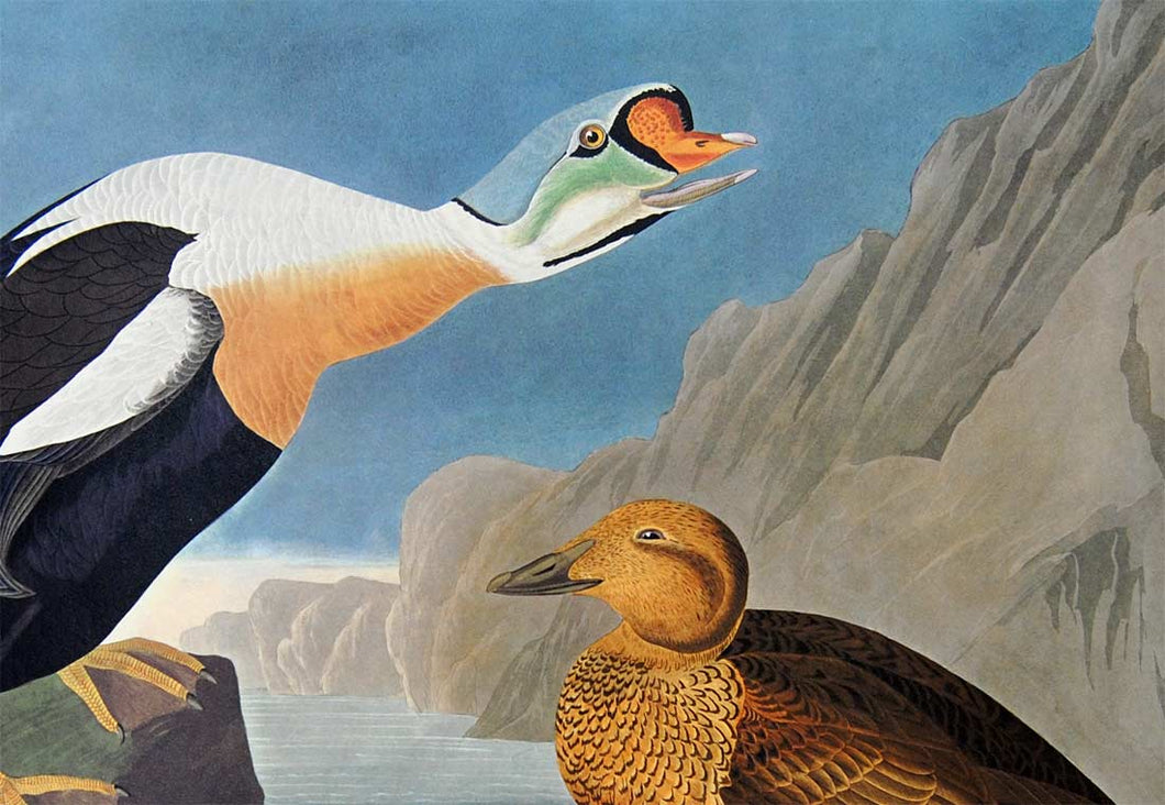 Detail view of Amsterdam Audubon limited edition lithograph of pl. 276 King Duck