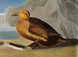 Detail view of Amsterdam Audubon limited edition lithograph of pl. 276 King Duck