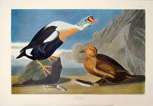Full sheet view of Amsterdam Audubon limited edition lithograph of pl. 276 King Duck