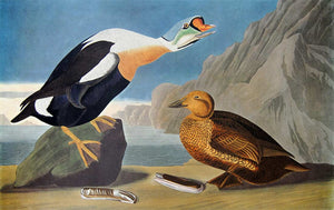 Closer view of Amsterdam Audubon limited edition lithograph of pl. 276 King Duck
