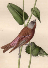 Load image into Gallery viewer, Detail view of Audubon Octavo Plate 198 Grey-Crowned Purple Finch