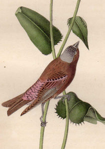 Detail view of Audubon Octavo Plate 198 Grey-Crowned Purple Finch