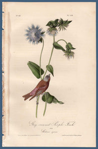 Full sheet view of Audubon Octavo Plate 198 Grey-Crowned Purple Finch