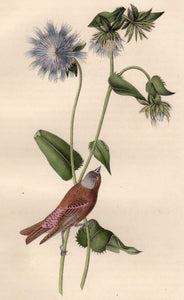 Closer view of Audubon Octavo Plate 198 Grey-Crowned Purple Finch