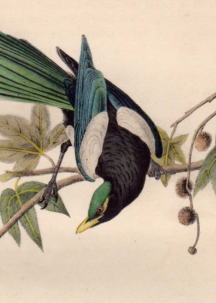 Detailed View of Audubon Octavo Plate 228 Yellow-Billed Magpie