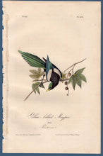 Load image into Gallery viewer, Full Sheet View of Audubon Octavo Plate 228 Yellow-Billed Magpie