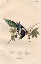 Load image into Gallery viewer, Closer view of Audubon Octavo Plate 228 Yellow-Billed Magpie
