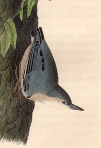 Detail view of 1840 First Edition Audubon Octavo, Plate 250 Californian Nuthatch