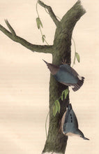 Load image into Gallery viewer, Closer view of 1840 First Edition Audubon Octavo, Plate 250 Californian Nuthatch