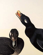 Load image into Gallery viewer, Detail view of Amsterdam Audubon Prints limited edition lithograph of pl. 247 Velvet Duck
